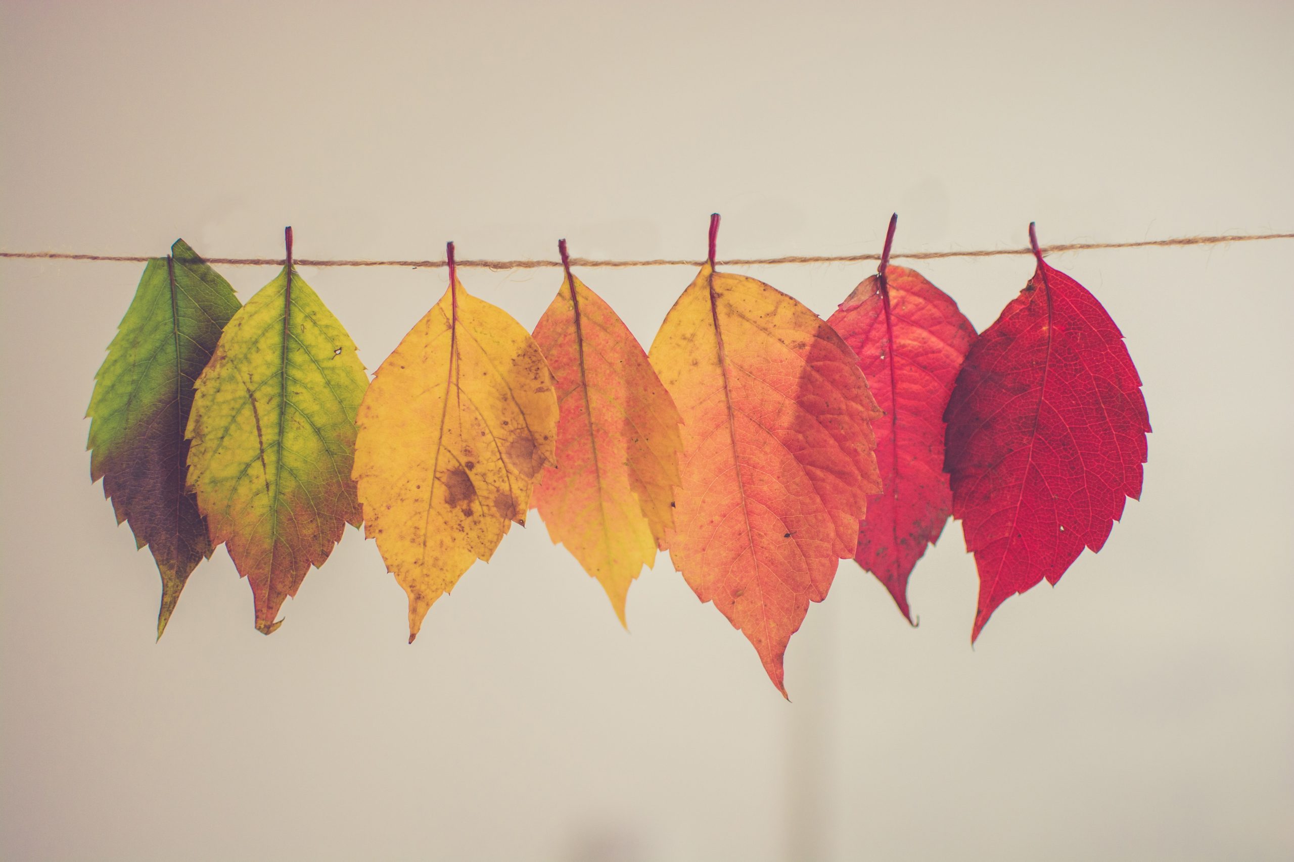 Changing leaves